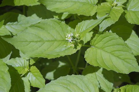 Enchanter's nightshade  Circaea alpina,Enchanter's Nightshade,Geotagged,Spring,United States