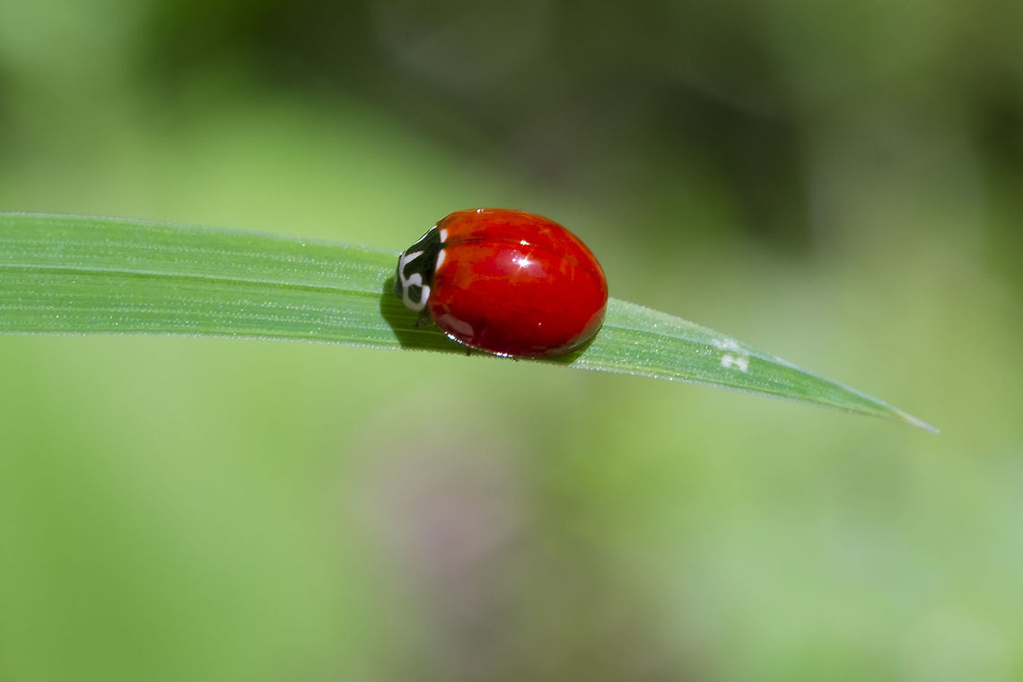 Western Blood-Red Lady Beetle  Cycloneda polita,Geotagged,Spring,United States,Western Blood-Red Lady Beetle