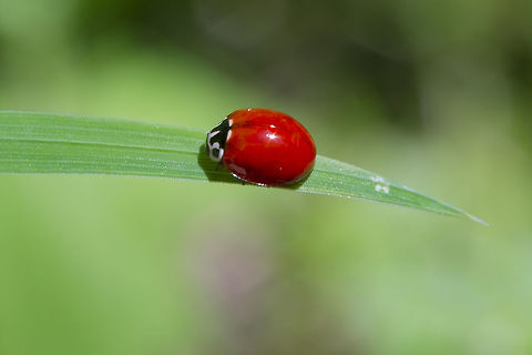 Western Blood-Red Lady Beetle  Cycloneda polita,Geotagged,Spring,United States,Western Blood-Red Lady Beetle