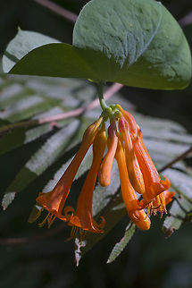 Orange Honeysuckle  Geotagged,Lonicera ciliosa,Spring,United States