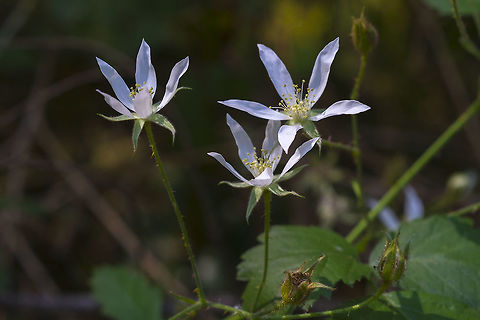 Trailing Blackberry  Geotagged,Rubus ursinus,Spring,United States