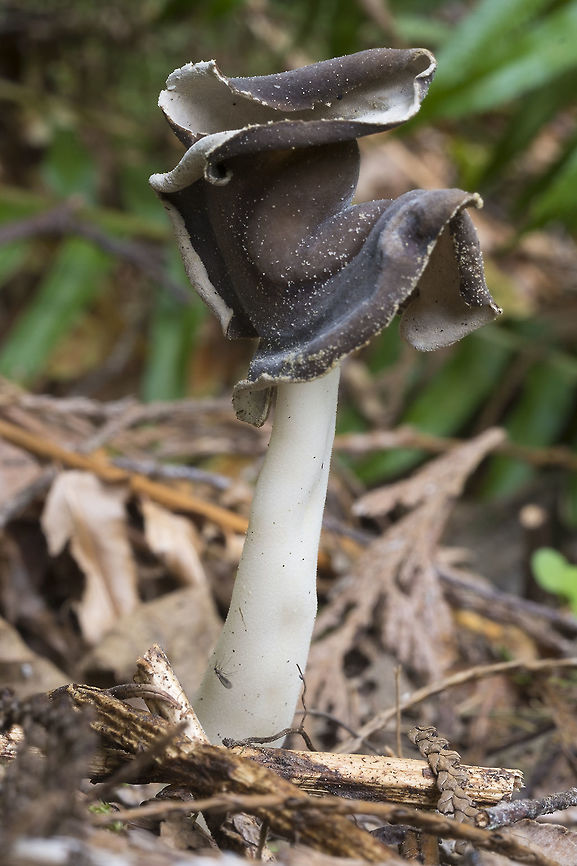 Helvella Compressa  Geotagged,Helvella compressa,Spring,United States