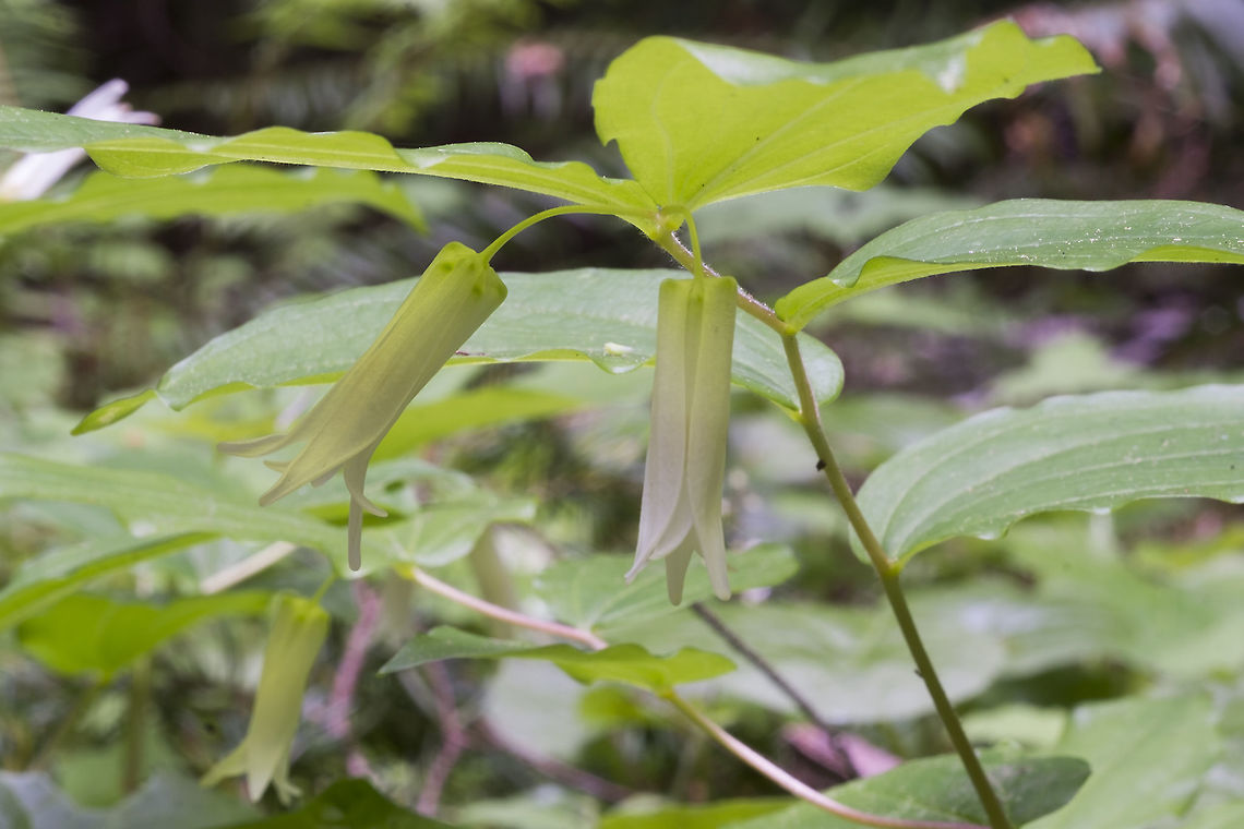 Simth's Fairybells  Geotagged,Prosartes smithii,Spring,United States