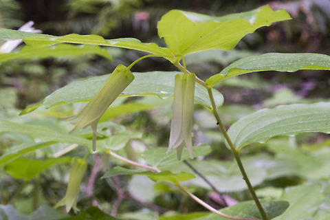 Simth's Fairybells  Geotagged,Prosartes smithii,Spring,United States