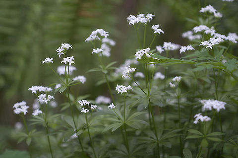 Sweet Woodruff introduced Galium odoratum,Geotagged,Spring,Sweetscented Bedstrawsweet woodruffwild babys breath,United States