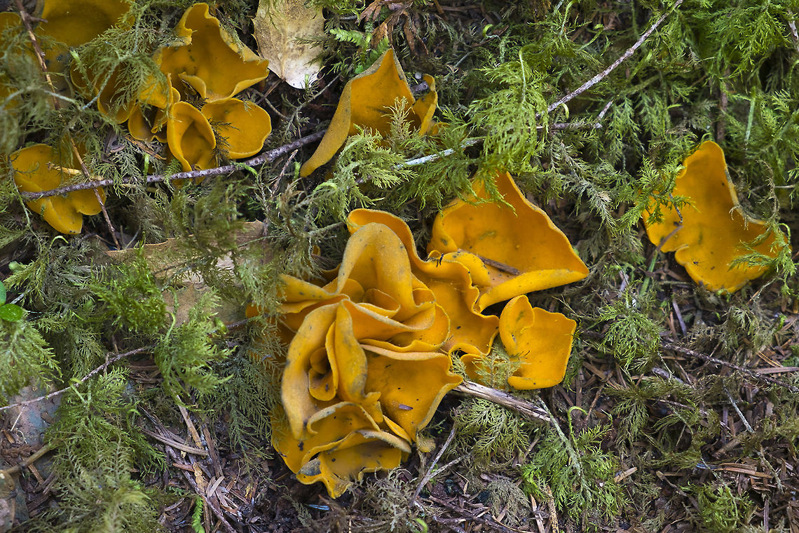 Spring Orange Peel fungus  Caloscypha,Caloscypha fulgens,Geotagged,Spring,United States
