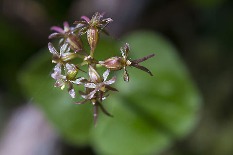 Heartleaf Twayblade  Geotagged,Lesser Twayblade,Neottia cordata,Spring,United States