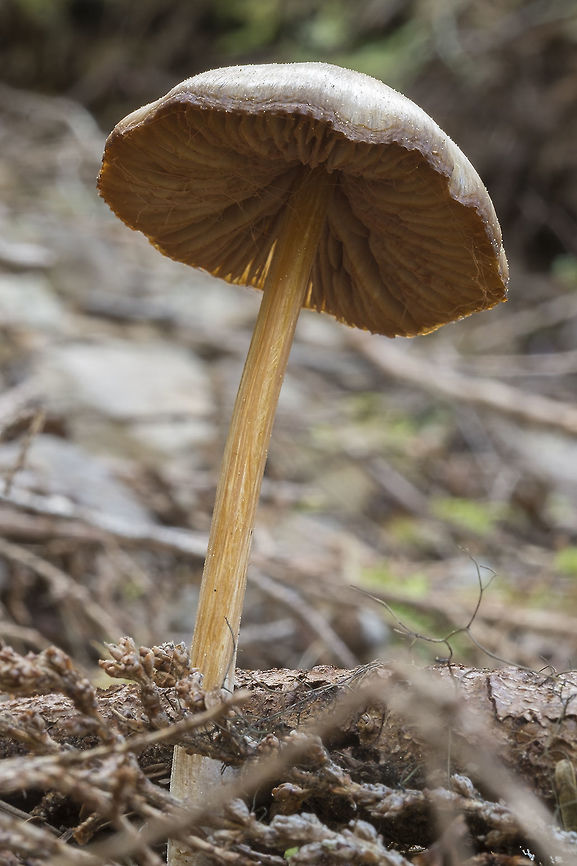 possible Inocybe chelanensis a good fit, as there are not very many spring mushroom varieties here Geotagged,Spring,United States