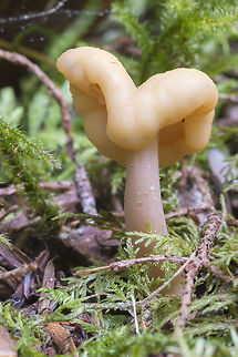 Helvella Elastica - pale variety  Flexible Helvella,Geotagged,Helvella elastica,Spring,United States