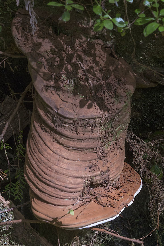 Artist's Conk really crazy looking artist's conk Artist's Fungus,Ganoderma applanatum,Geotagged,Spring,United States
