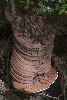 Artist's Conk really crazy looking artist's conk Artist's Fungus,Ganoderma applanatum,Geotagged,Spring,United States