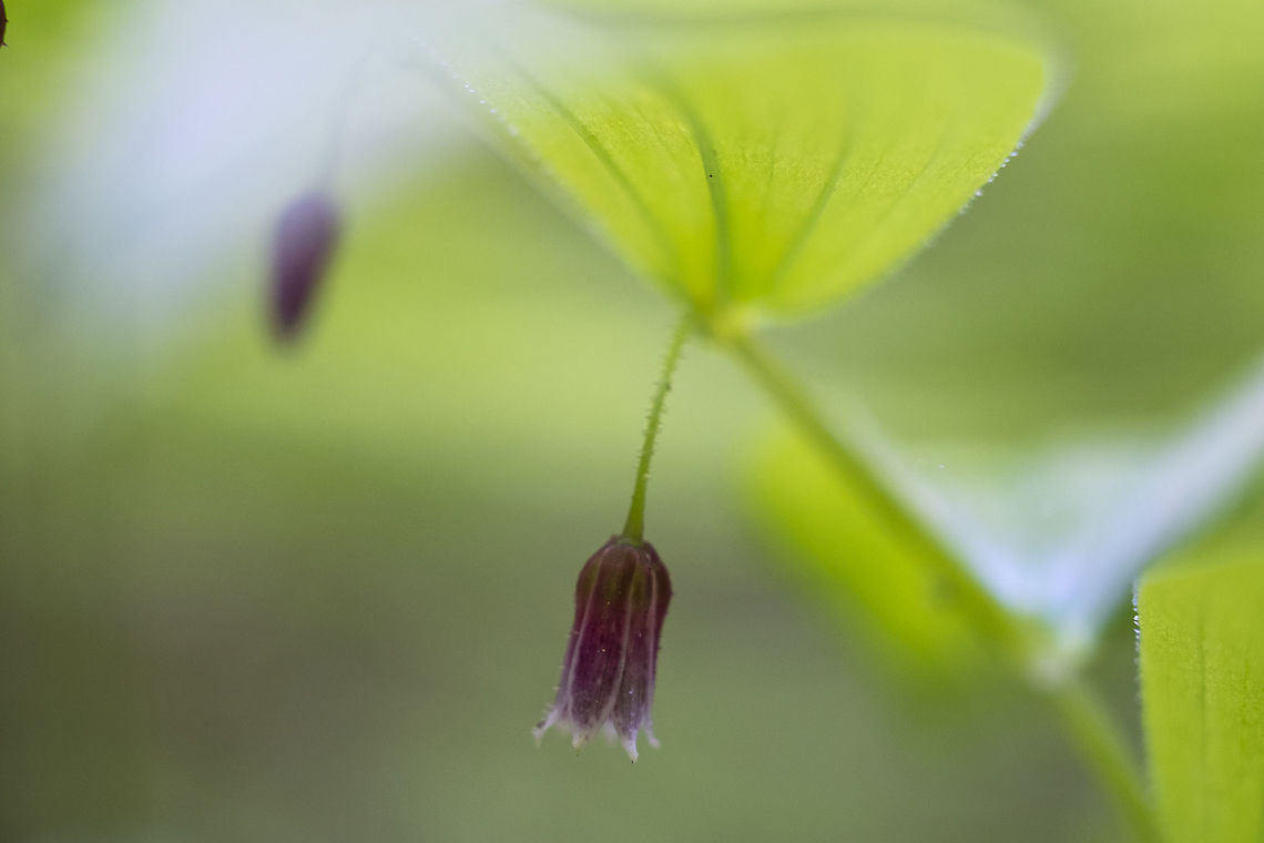 Rosybells  Geotagged,Rosybells,Spring,Streptopus lanceolatus,United States