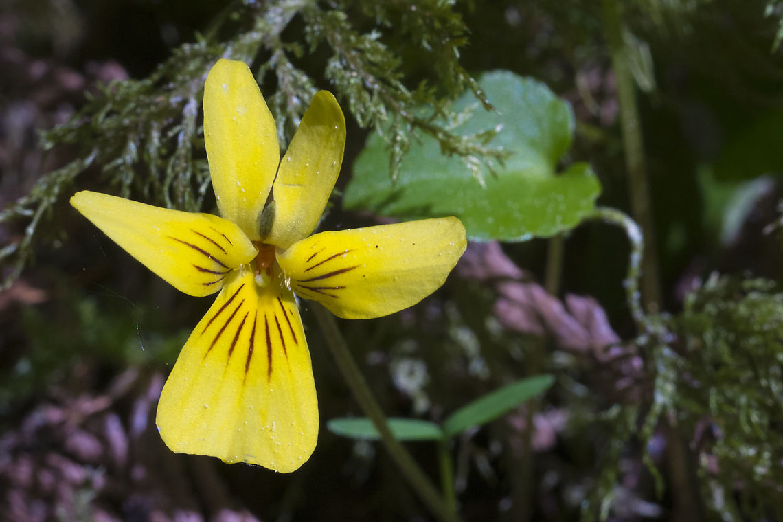 Evergreen violet - lowland species  Geotagged,Spring,United States,Viola sempervirens
