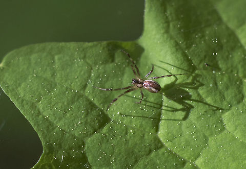 Sheetweb spider ID request submitted to BugGuide - was able to get an ID courtesy of BugGuide, but there's precious little written about this particular spider (at least on the web), so I'm afraid the profile is quite bare. Geotagged,Pityohyphantes tacoma,Spring,United States