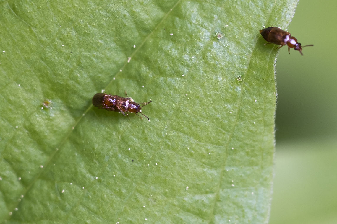 Tiny Bronze Beetles rove beetles in the subfamily Omaliinae  - this information from BugGuide, but there are tons of species covered under this, so further ID is probably not possible. They'd need to be magnified far more and probably dissected... Coleoptera,Geotagged,Spring,Staphylinidae,United States