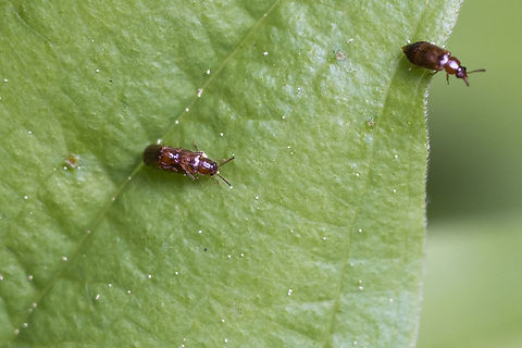 Tiny Bronze Beetles rove beetles in the subfamily Omaliinae  - this information from BugGuide, but there are tons of species covered under this, so further ID is probably not possible. They'd need to be magnified far more and probably dissected... Coleoptera,Geotagged,Spring,Staphylinidae,United States