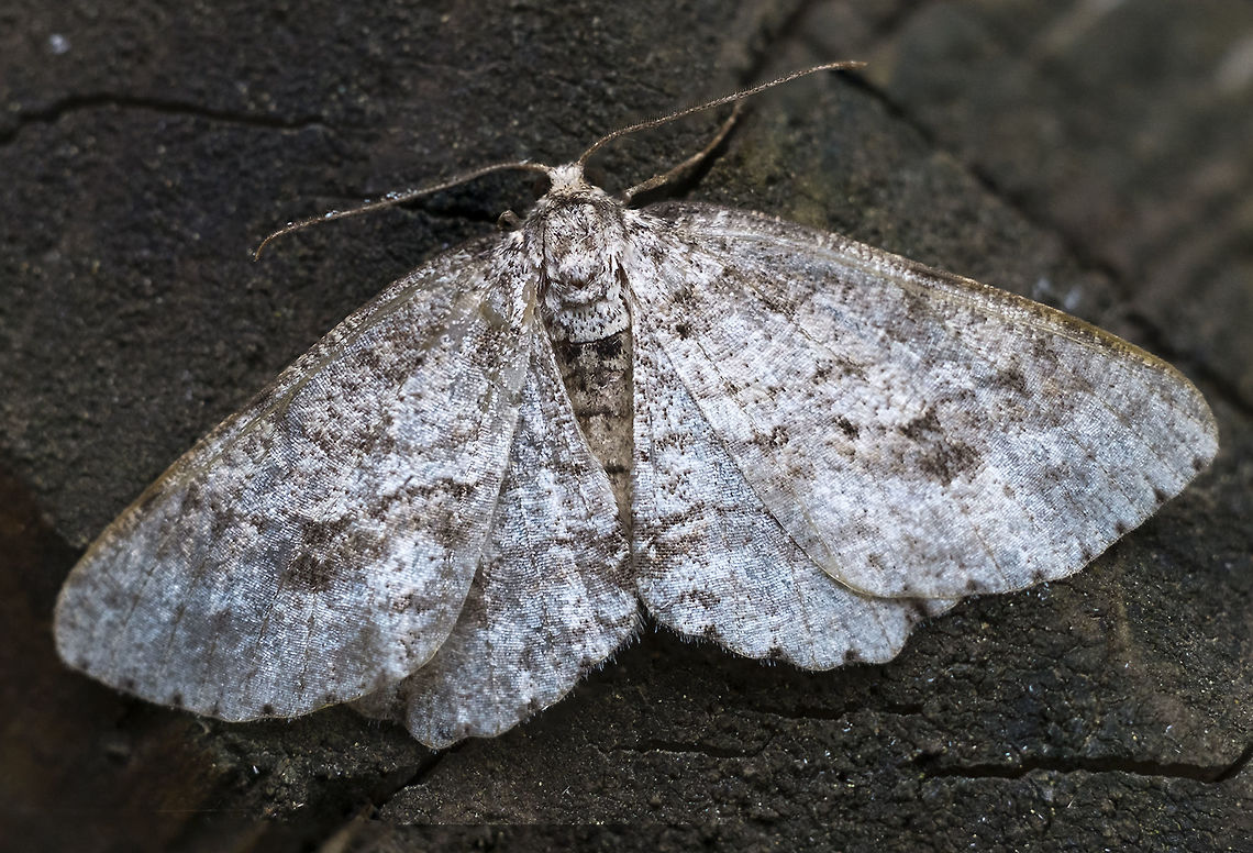 Geometrid Moth I think it might be a Spruce-fir looper, Macaria signaria. BugGuide request in. Geotagged,Macaria signaria,Spring,United States