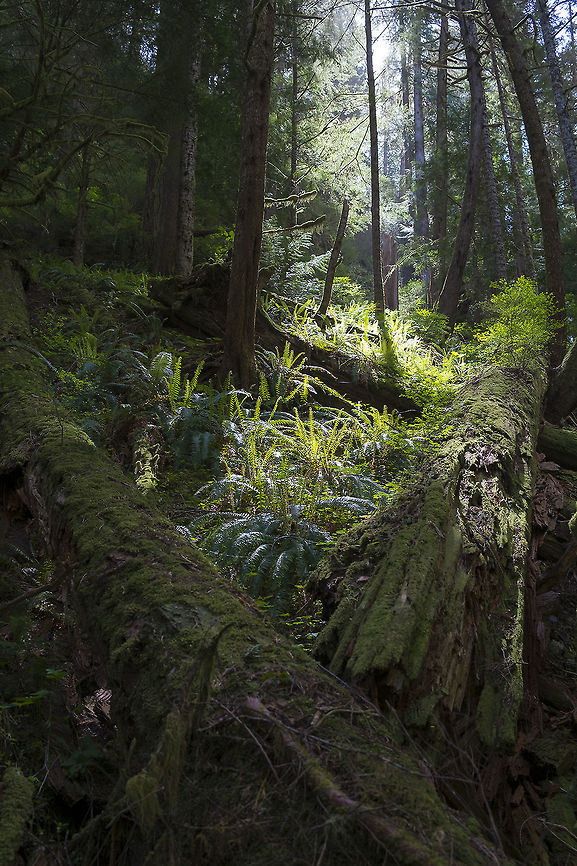 Olympic montane forest This is the type of forest all of today&#039;s photos came from. Believe it or not, this is in one of the drier areas in the Olympics. The trail sits at least partially in the rain shadow of the Olympics, but plenty of water comes down from the mountains to keep it moist. Geotagged,Spring,United States