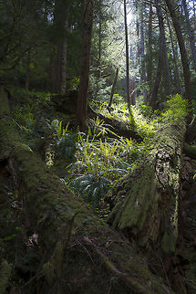 Olympic montane forest This is the type of forest all of today's photos came from. Believe it or not, this is in one of the drier areas in the Olympics. The trail sits at least partially in the rain shadow of the Olympics, but plenty of water comes down from the mountains to keep it moist. Geotagged,Spring,United States
