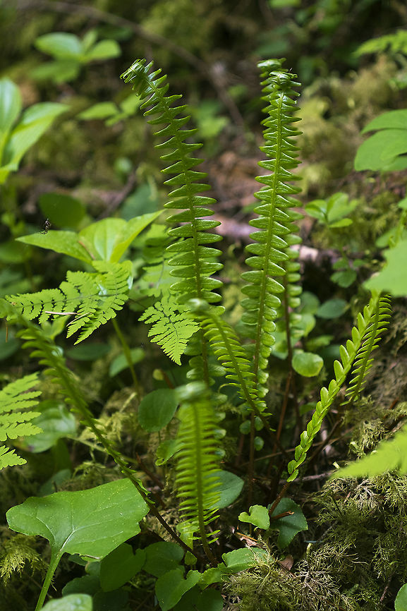 Deer Fern  Blechnum spicant,Geotagged,Spring,United States