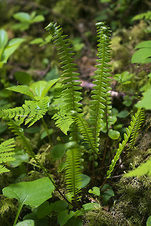 Deer Fern  Blechnum spicant,Geotagged,Spring,United States