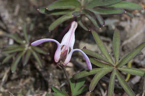 Steer's Head  Dicentra uniflora,Geotagged,Spring,United States