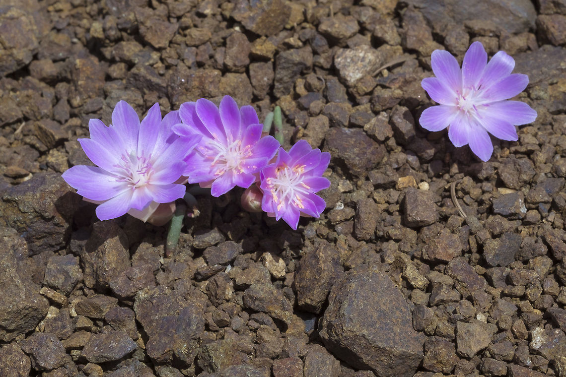 Bitterroot  Bitterroot,Geotagged,Lewisia rediviva,Spring,United States