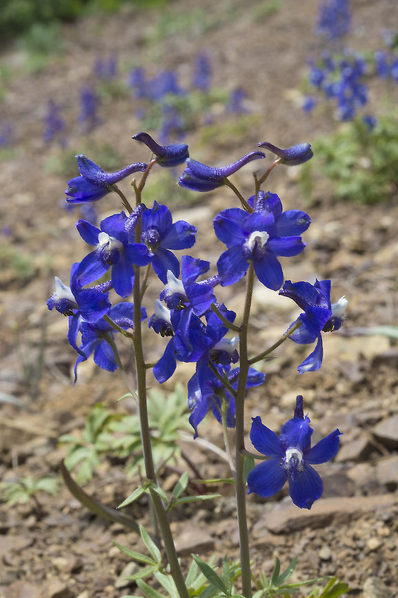 Rockslide Larkspur  Delphinium glareosum,Geotagged,Rockslide Larkspur,Spring,United States