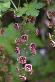 swamp currant  Geotagged,Ribes lacustre,Spring,United States