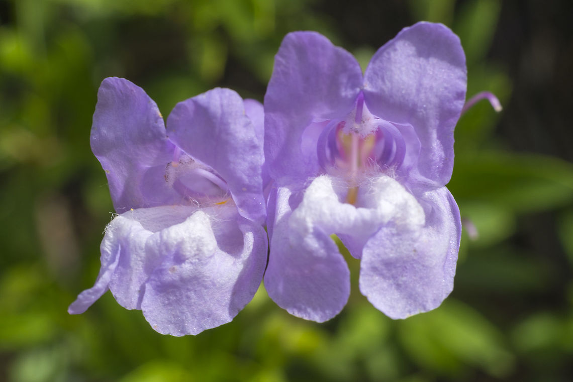 Purple penstemon  Geotagged,Penstemon fruticosus,Spring,United States