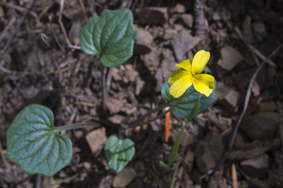 Goosefoot Violet  Geotagged,Spring,United States,Viola purpurea