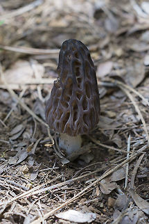 Real morel  Geotagged,Morchella brunnea,Spring,United States