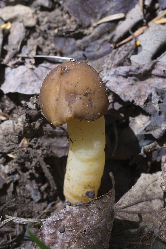 False Morel  Geotagged,Spring,United States,Verpa conica