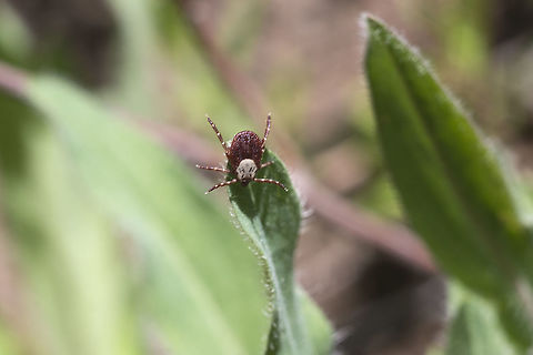Tick!! this is the first year I've really seen ticks&hellip; I didn't have to pick any off of my clothing today, but I spied this one clinging to a leaf just waiting for someone to brush past. I'm afraid this perhaps isn't the cleanest photo, but it started to run away and I didn't let it&hellip; I dislike critters that have no other purpose in life than to suck my blood and had no intention of encountering it again on the way down. It wasn't in much shape for more photos after that.  Dermacentor andersoni,Geotagged,Rocky Mountain wood tick,Spring,United States