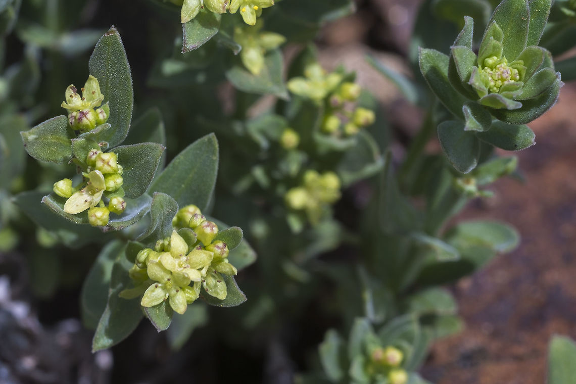 Intermountain Bedstraw  Galium serpenticum,Geotagged,Intermountain bedstrawmany-flowered bedstraw,Spring,United States
