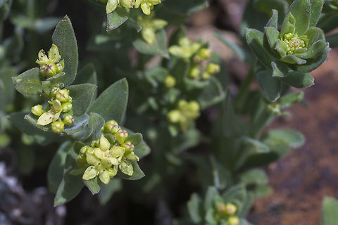 Intermountain Bedstraw  Galium serpenticum,Geotagged,Intermountain bedstrawmany-flowered bedstraw,Spring,United States