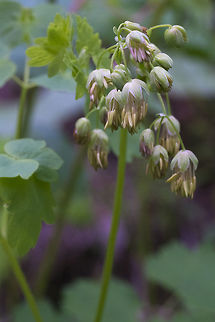 Western Meadowrue - male flowers  Geotagged,Spring,Thalictrum occidentale,United States