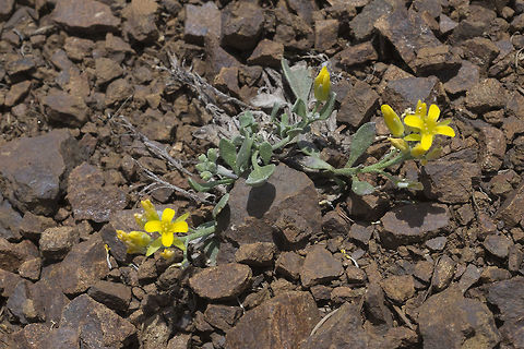 Washington Twinpod This little plant will actually become more interesting looking when it's seed pods form. The plant forms air bladders larger than the flowers that have a greenish to delicate pink-orange color. It is endemic to Washington, and though not particularly hard to find, fairly rare because it is one of the plants that grows only in isolated communities on serpentine outcrops. Geotagged,Physaria alpestris,Spring,United States