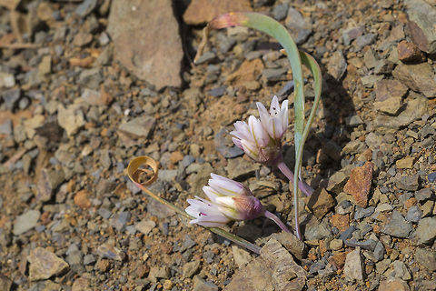 Scalloped Onion  Allium crenulatum,Geotagged,Olympic onion,Spring,United States