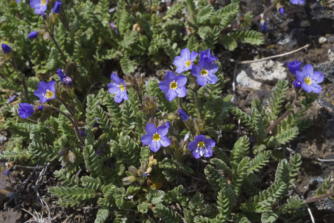 Elegant Jacob's Ladder  Geotagged,Polemonium elegans,Spring,United States,elegant Jacob's-ladder