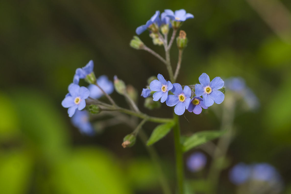 Meadow Forget-me-not  Geotagged,Hackelia micrantha,Spring,United States