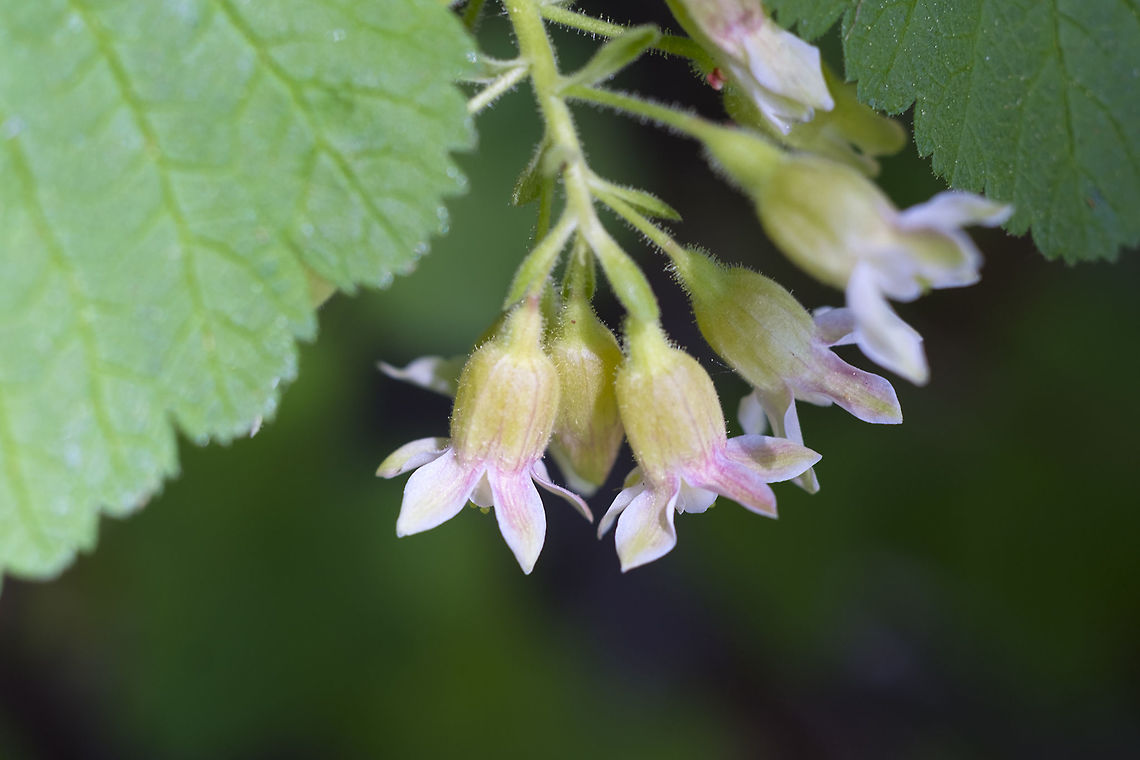 Sticky Currant  Geotagged,Ribes viscosissimum,Spring,Sticky currant,United States