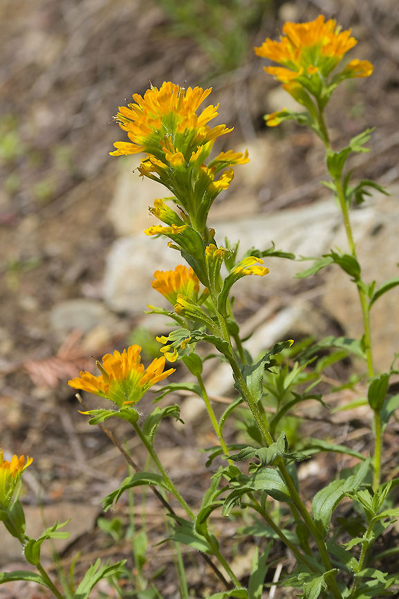 Harsh Paintbrush This is probably one of the most common paintbrush flowers that you'll encounter when hiking in the drier areas of the state, but it can be one of the loveliest too. Most that you'll come across are a darker, middle orange, but this particular trail had a good number of these intensely bright yellow-orange forms. Castilleja hispida,Geotagged,Harsh Paintbrush,Spring,United States