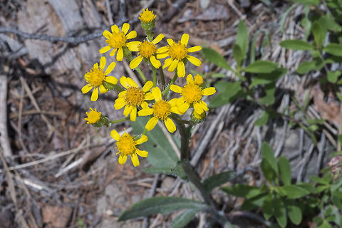 Wooly Groundsel  Geotagged,Packera cana,Spring,United States