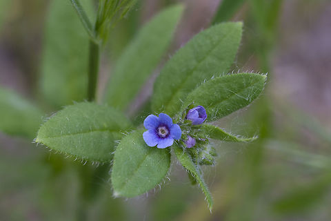 German madwort introduced Asperugo,Asperugo procumbens,Geotagged,Spring,United States