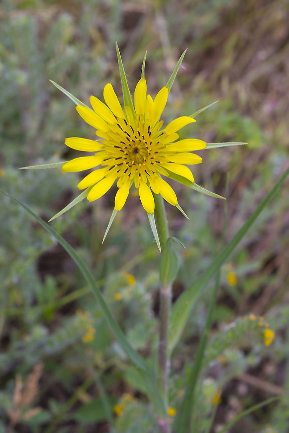 Western Salsify introduced Geotagged,Spring,Tragopogon dubius,United States,Western salsify