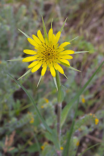 Western Salsify introduced Geotagged,Spring,Tragopogon dubius,United States,Western salsify