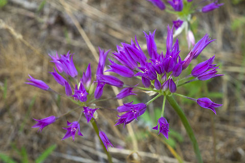 Tapertip Onion  Allium acuminatum,Geotagged,Spring,United States,tapertip onion