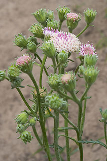 Douglas' Dusty Maiden  Chaenactis douglasii,Geotagged,Spring,United States