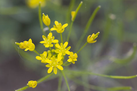 Tansy-mustard Descurainia sp. many similar species - will try to narrow this one down Descurainia pinnata,Geotagged,Spring,United States